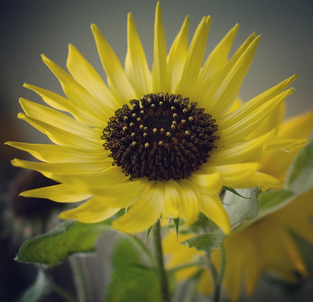 Photo close-up of sunflower