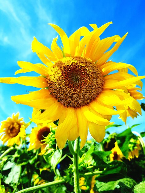 Close-up of sunflower