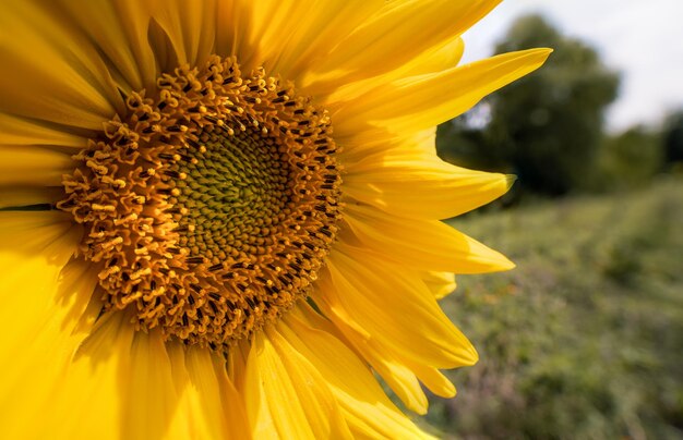 Close-up of sunflower