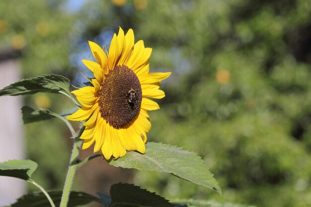 Photo close-up of sunflower