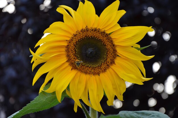 Close-up of sunflower