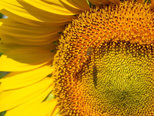 Close-up of sunflower