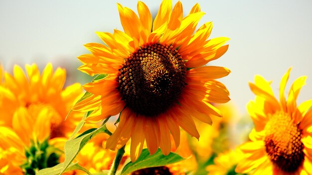 Close-up of sunflower