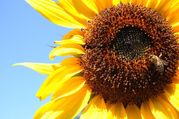 Close-up of sunflower