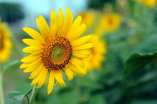 Close-up of sunflower