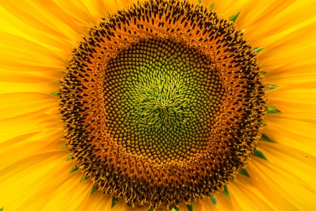 Close-up of sunflower