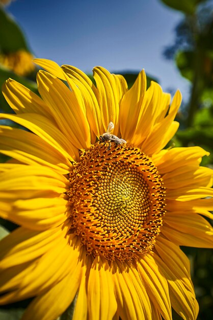 Close-up of sunflower