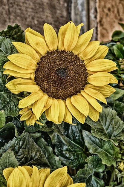 Photo close-up of sunflower