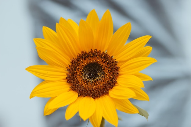 Photo close-up of sunflower