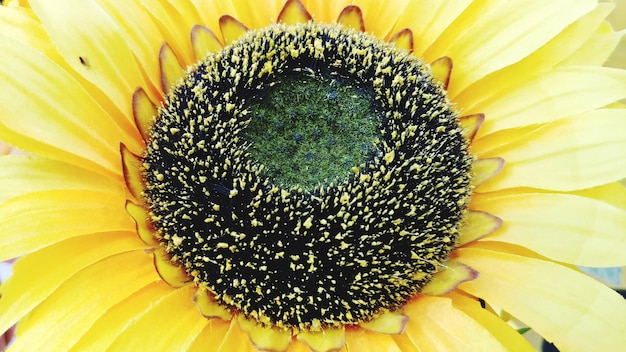 Foto prossimo piano del girasole