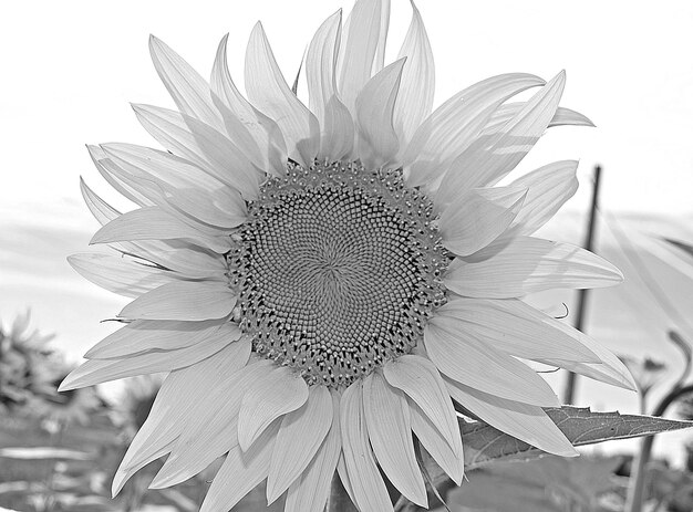 Photo close-up of sunflower