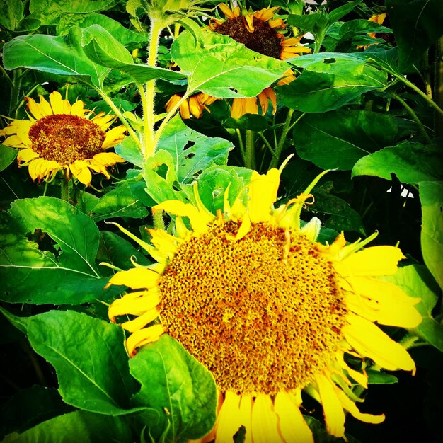 Photo close-up of sunflower