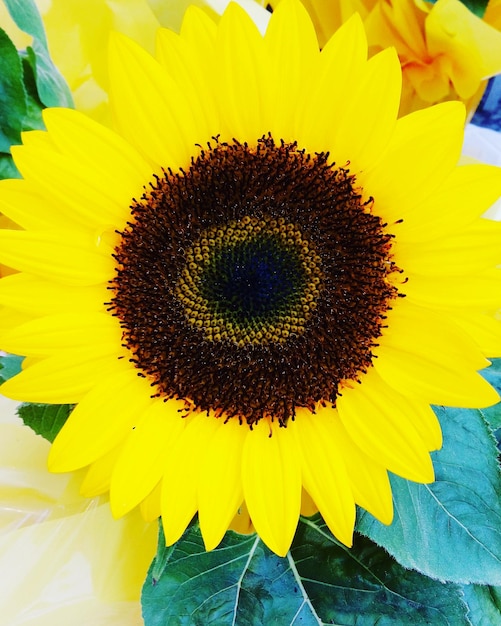 Close-up of sunflower