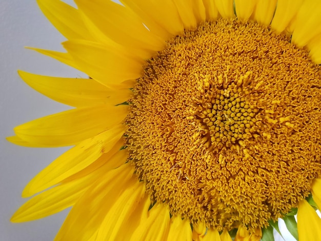 Close-up of sunflower