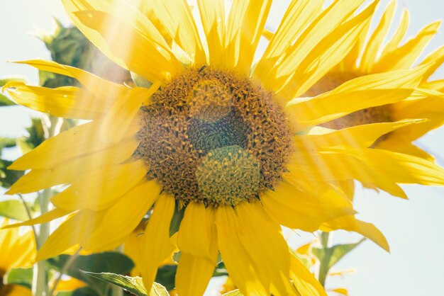 Close-up of sunflower