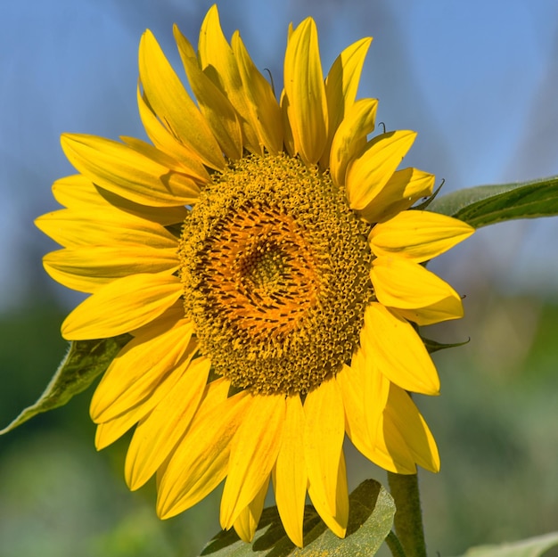 Close-up of sunflower