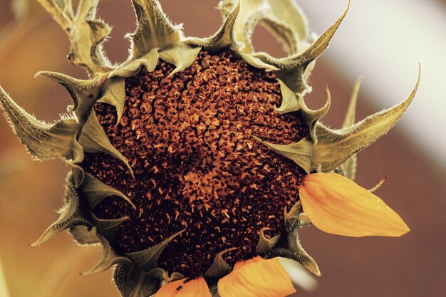 Photo close-up of sunflower