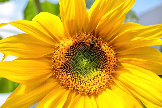 Photo close-up of sunflower