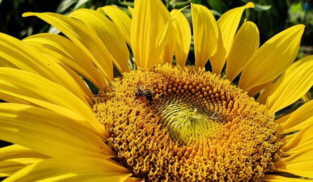 Close-up of sunflower