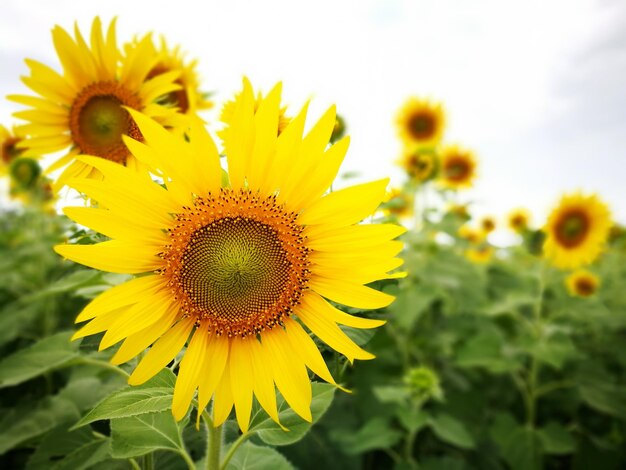 Close-up of sunflower