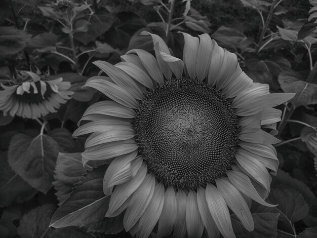 Foto prossimo piano del girasole