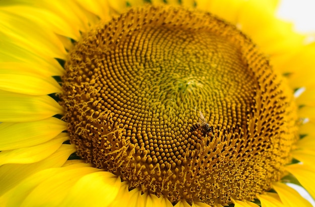 Close-up of sunflower