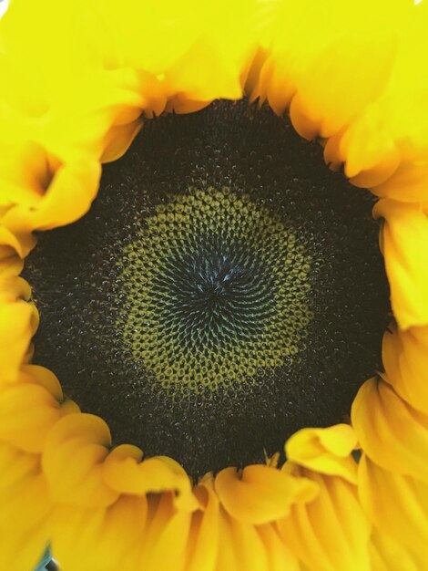 Photo close-up of sunflower