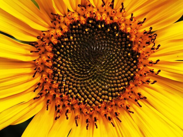 Foto prossimo piano del girasole