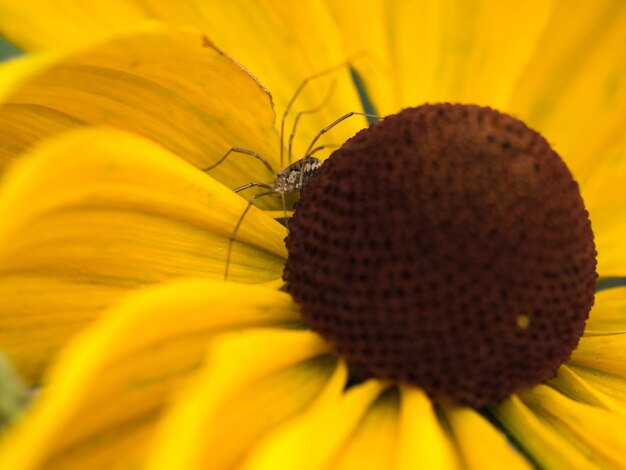 Close-up of sunflower