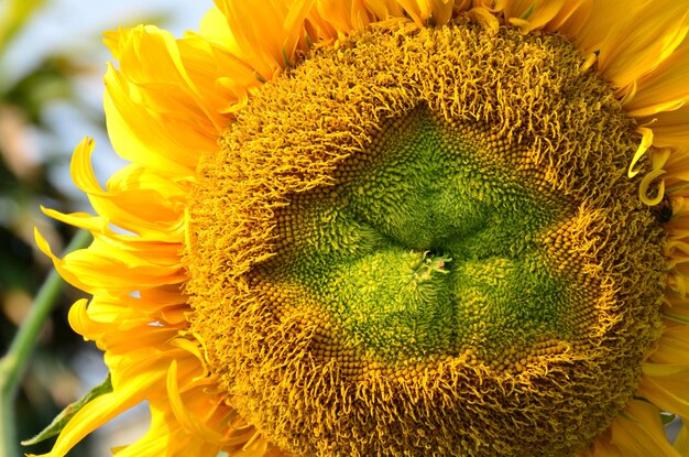 Photo close-up of sunflower