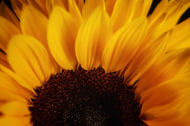 Close-up of sunflower