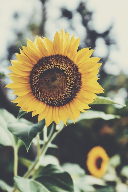 Photo close-up of sunflower