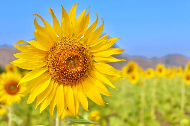 Close-up of sunflower