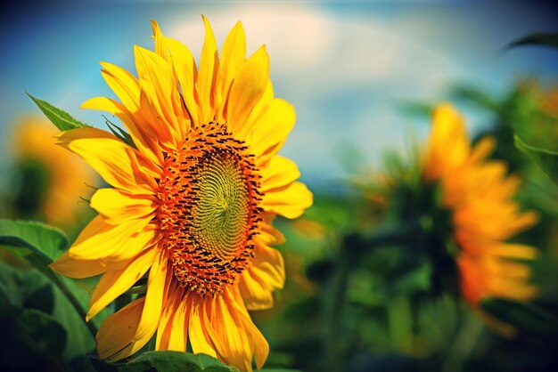 Close-up of sunflower