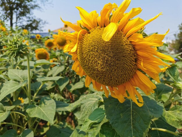 Photo close-up of sunflower