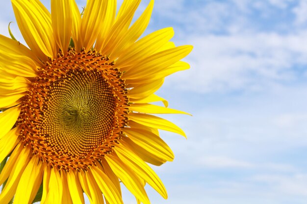 Close-up of sunflower