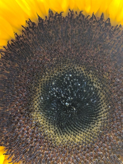 Foto prossimo piano del girasole