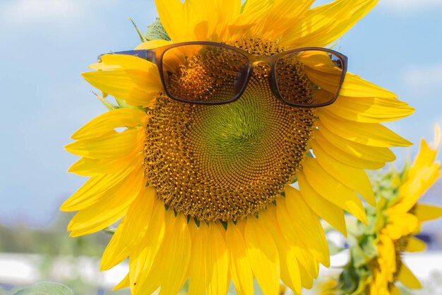 Photo close-up of sunflower