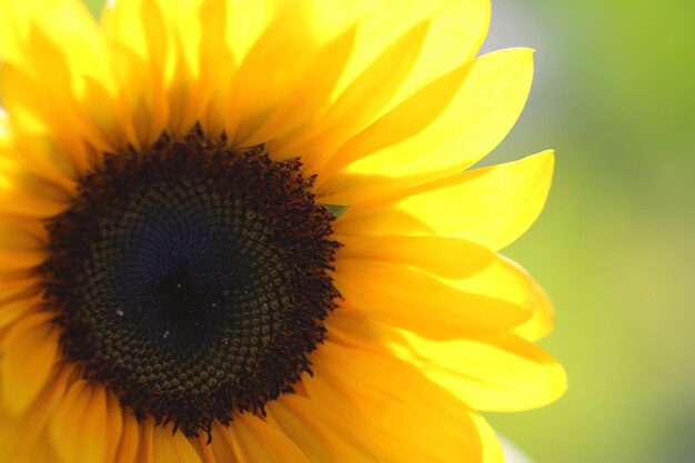 Close-up of sunflower