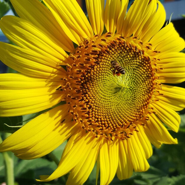 Close-up of sunflower