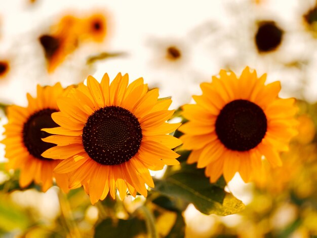 Close-up of sunflower