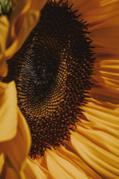 Photo close-up of sunflower