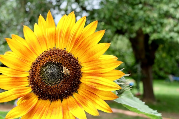 Close-up of sunflower