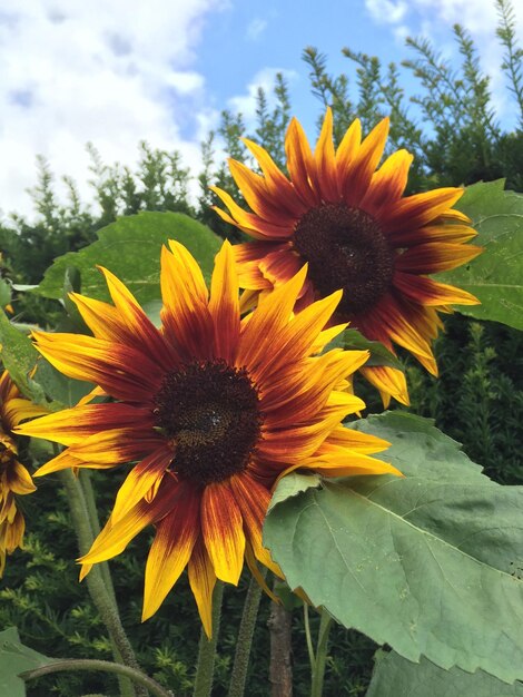 Close-up of sunflower