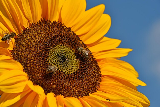 Close-up of sunflower