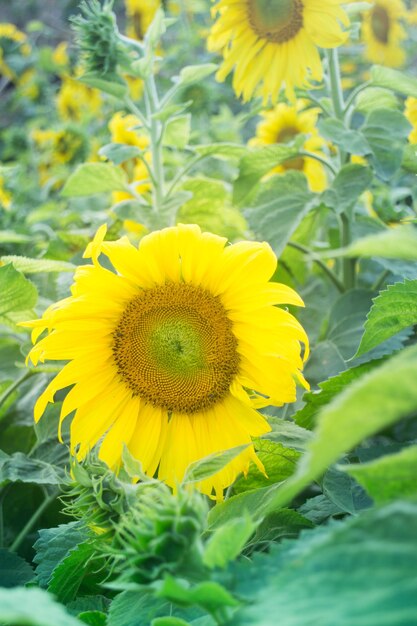 Close-up of sunflower