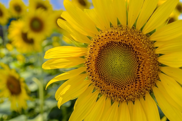 Close-up of sunflower