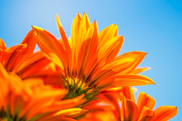 Close-up of sunflower