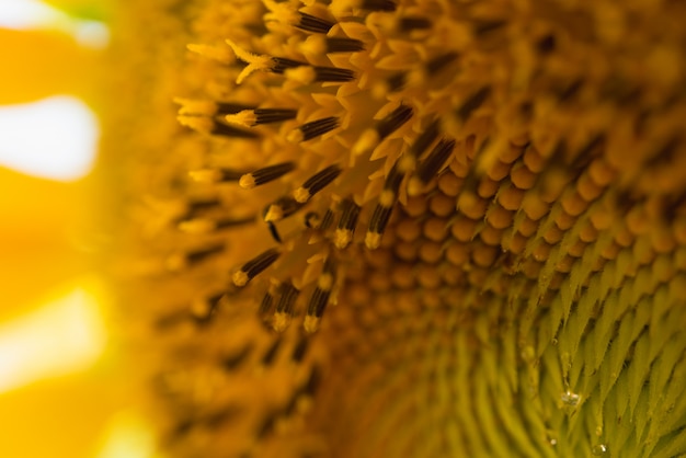 Close up sunflower