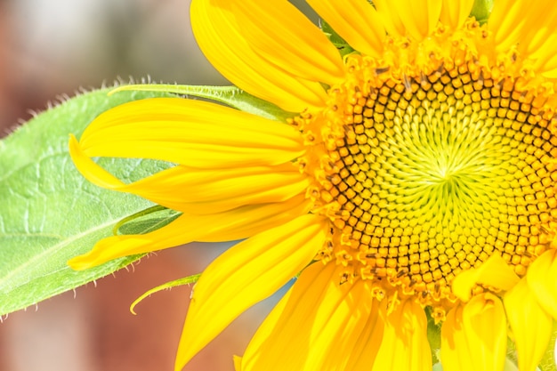 Close up sunflower.